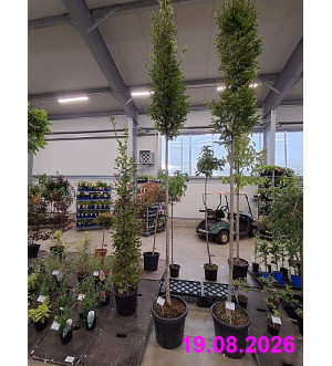 Carpinus betulus 'Fastigiata' C 30 L